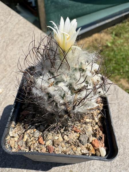 Turbinicarpus dickisoniae